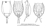 Lecane stichaea