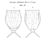 Lecane stichaea