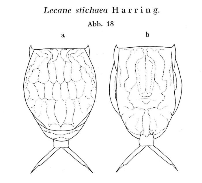 Lecane stichaea Lecane stichaea