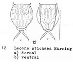 Lecane stichaea