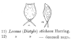 Lecane stichaea