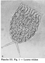 Lecane stichaea