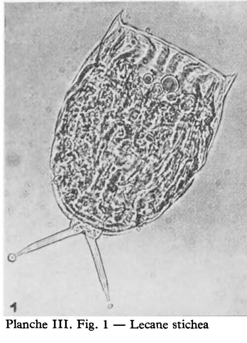 Lecane stichaea Lecane stichaea