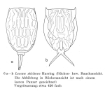 Lecane stichaea