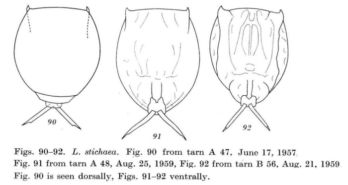 Lecane stichaea Lecane stichaea