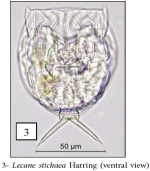Lecane stichaea