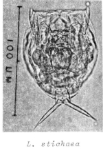 Lecane stichaea
