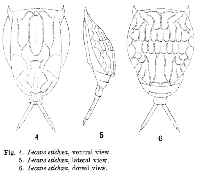 Lecane stichaea - Original description image