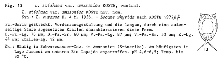 Lecane stichaea var. amazonica - Original description image