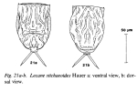 Lecane stichaeoides