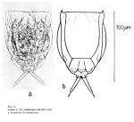 Lecane stichaeoides