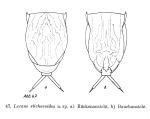 Lecane stichaeoides
