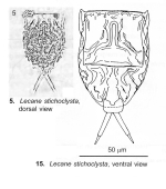 Lecane stichoclysta