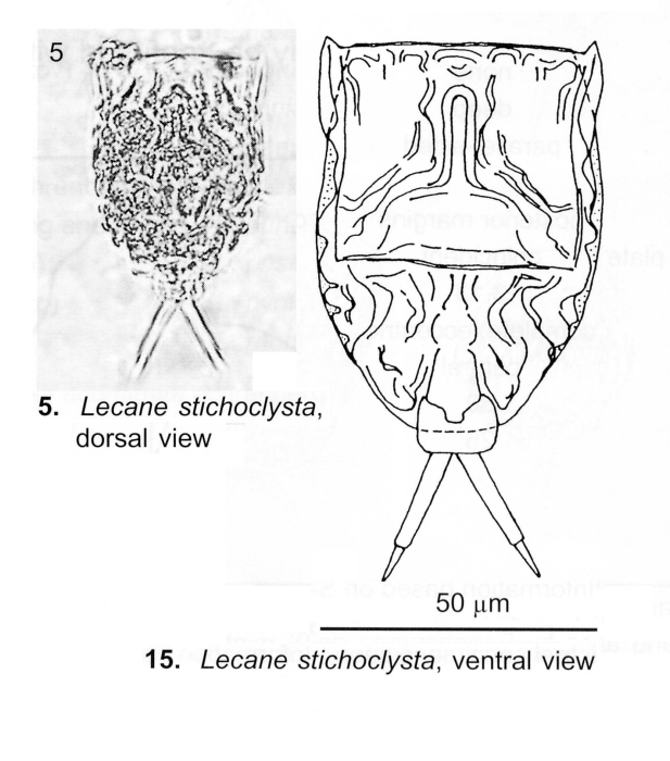 Lecane stichoclysta Lecane stichoclysta