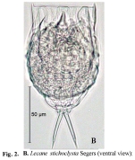 Lecane stichoclysta
