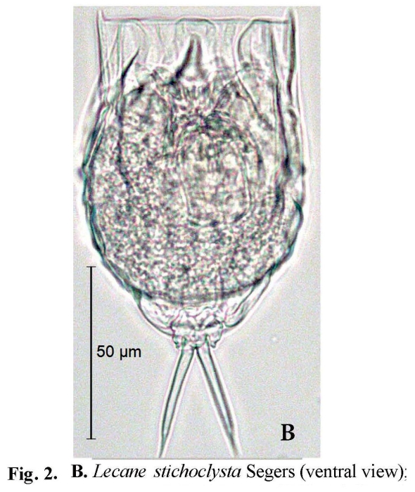 Lecane stichoclysta Lecane stichoclysta
