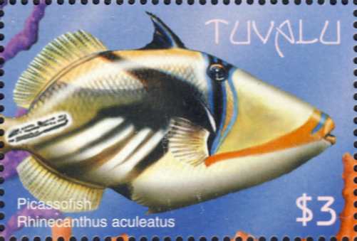 Rhinecanthus aculeatus Rhinecanthus aculeatus