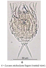 Lecane stichoclysta
