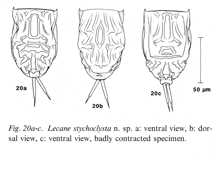 Lecane stichoclysta - Original description image