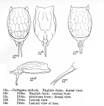 Lecane stokesii