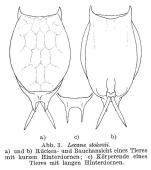 Lecane stokesii