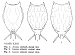 Lecane stokesii