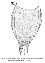 Lecane stokesii