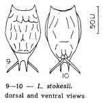 Lecane stokesii