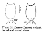 Lecane stokesii