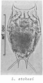 Lecane stokesii