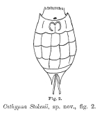 Lecane stokesii