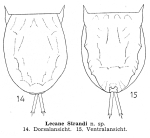 Lecane strandi - Original description image