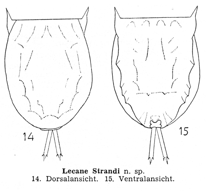 Lecane strandi - Original description image