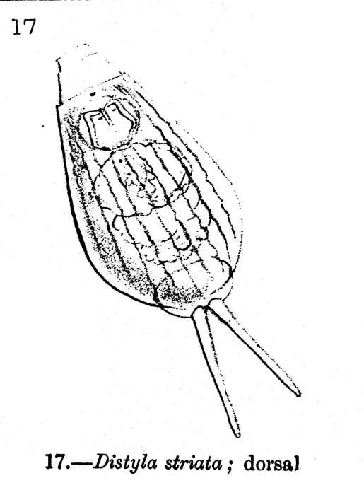 Lecane striata - Original description image