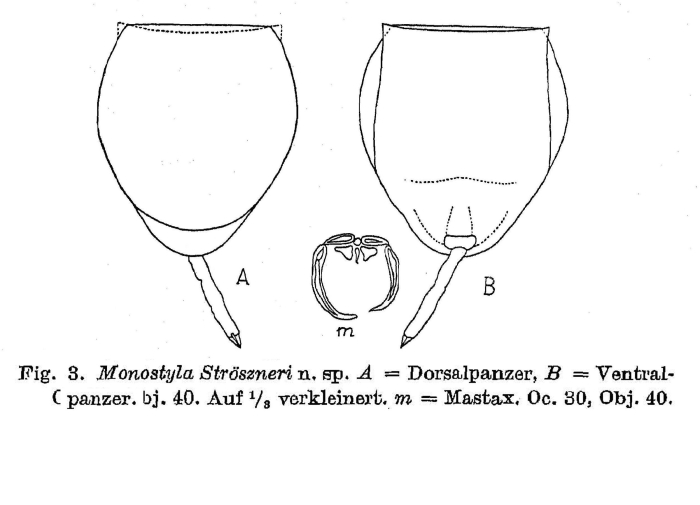 Lecane stroeszneri - Original description image