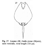 Lecane styrax