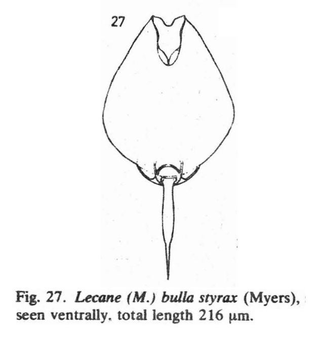 Lecane styrax Lecane styrax