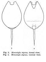 Lecane styrax - Original description image