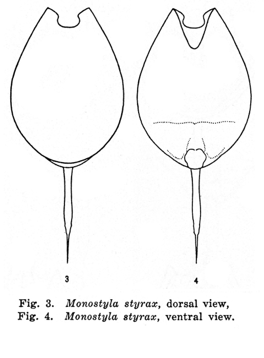 Lecane styrax - Original description image