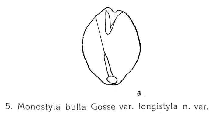Lecane styrax longistyla - Original description image