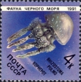 Scyphozoa (jelly fish)