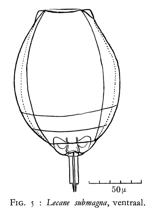 Lecane submagna - Original description image