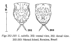 Lecane subtilis