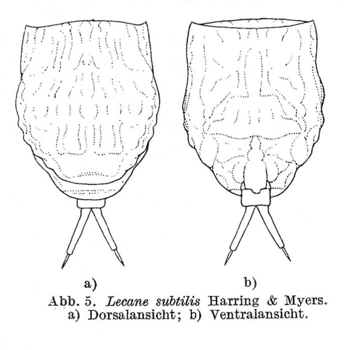Lecane subtilis Lecane subtilis