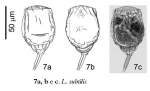 Lecane subtilis