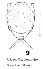 Lecane subtilis
