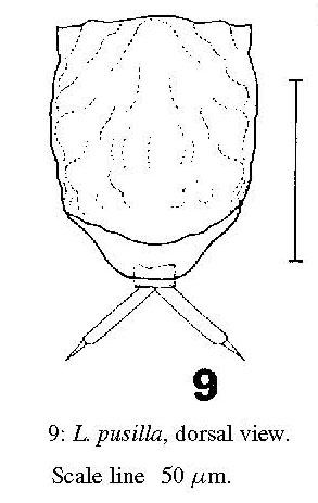 Lecane subtilis Lecane subtilis