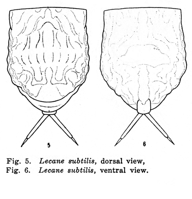 Lecane subtilis - Original description image