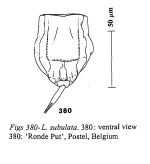 Lecane subulata