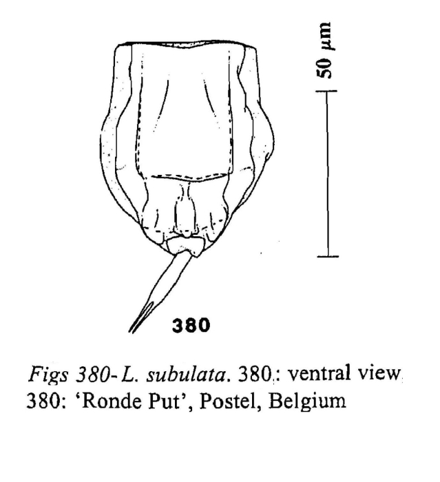 Lecane subulata Lecane subulata